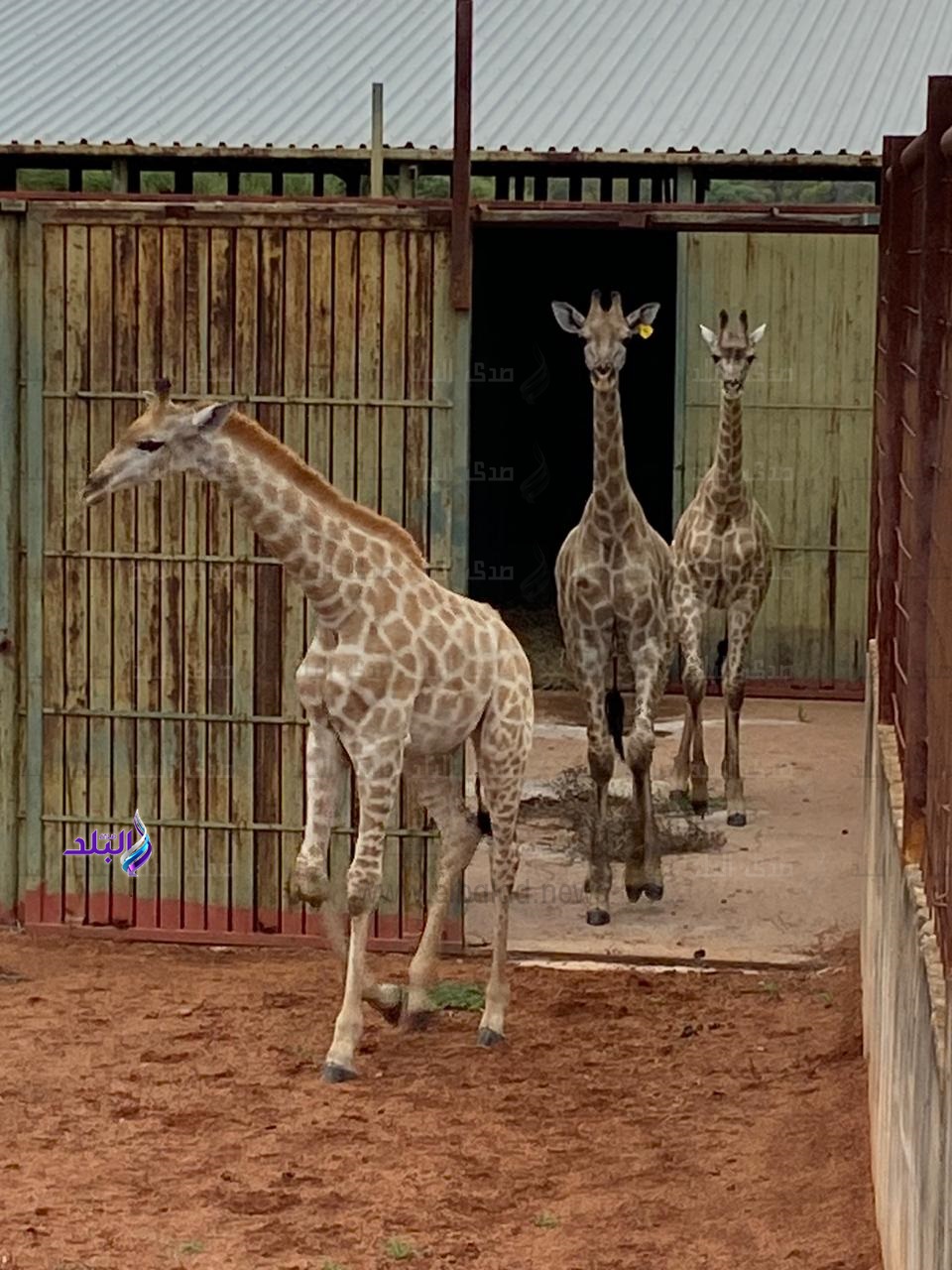 زرافات حديقة الحيوان 