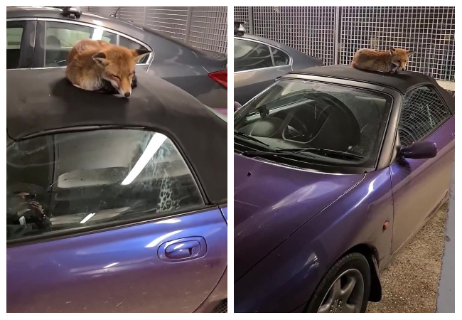 ثعلب يستولى على سيارة ويمنع مالكها من الاقتراب