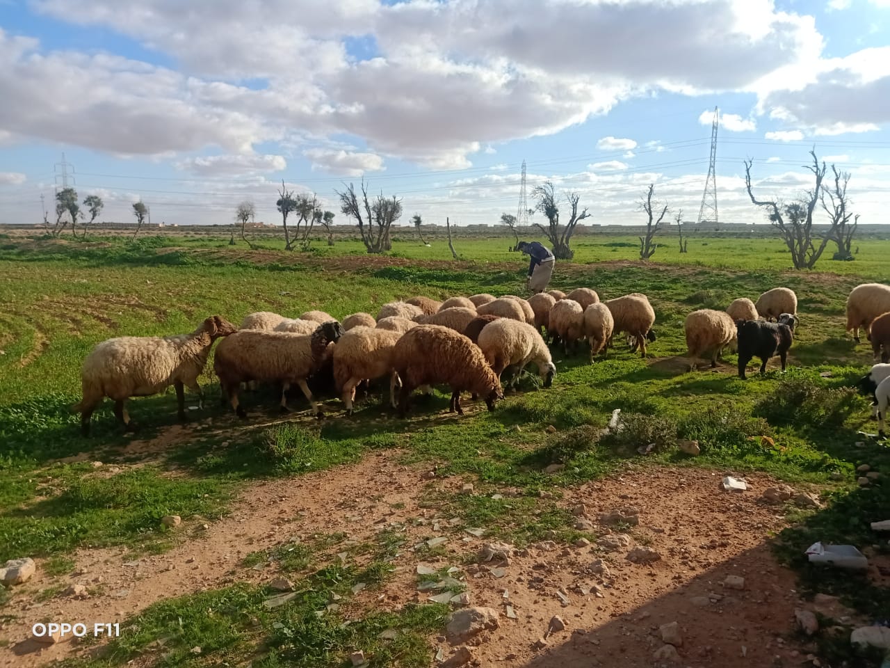  أغنام البرقي