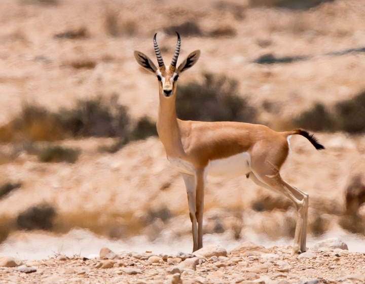 غزال الجبل