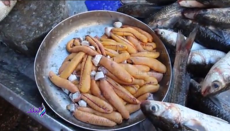 موسم البطارخ في دمياط