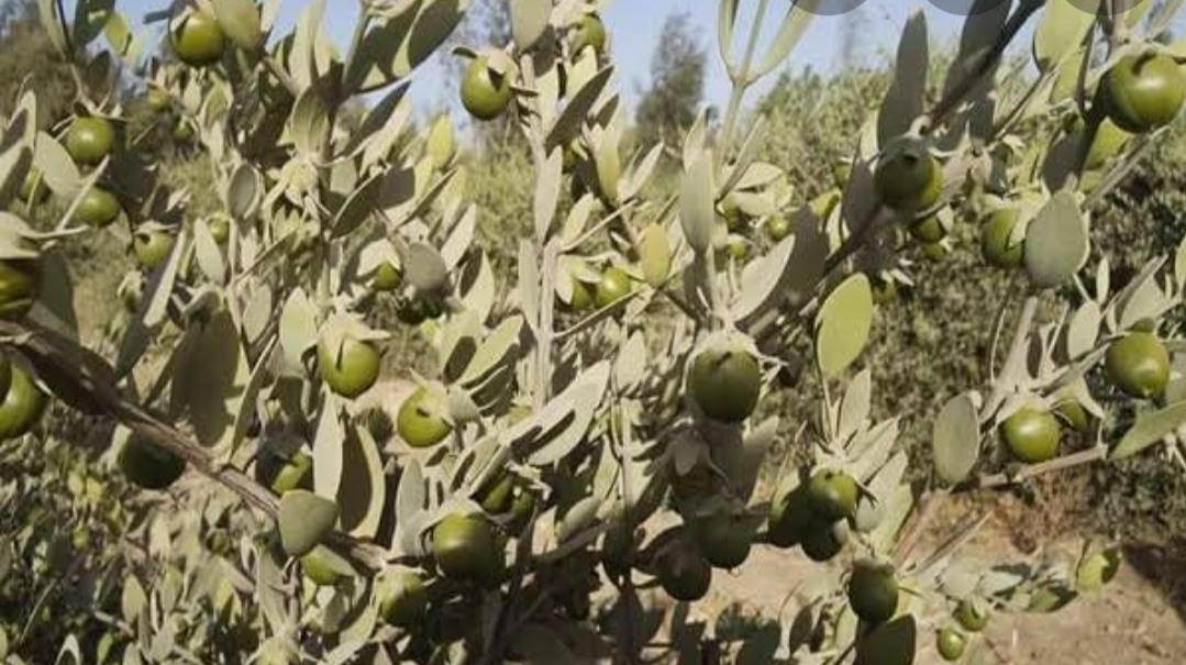 نبات الجوجوبا