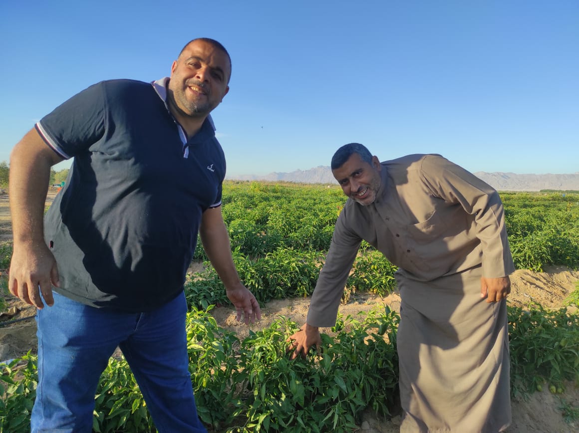 مزارعي سيناء