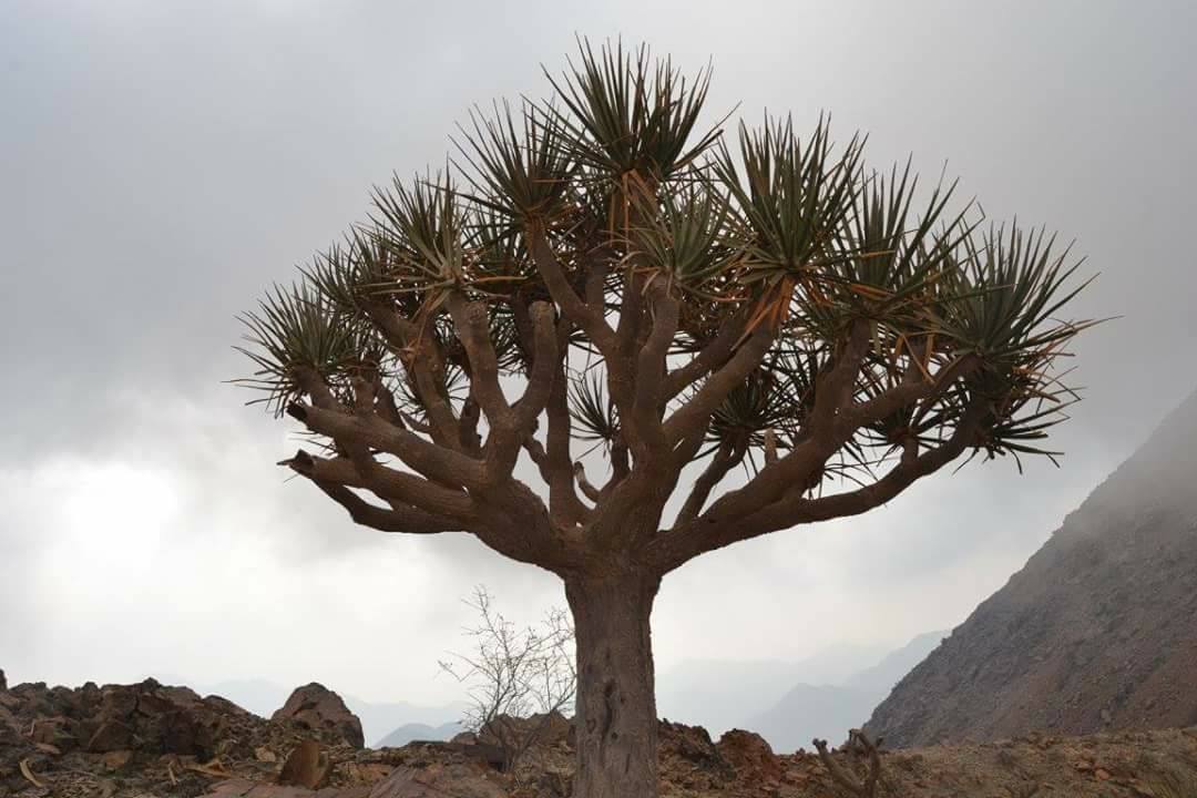 ﺍﻷﻭﻣﺒﻴﺖ وسيال الهجليج أشجار لا توجد الا حلايب