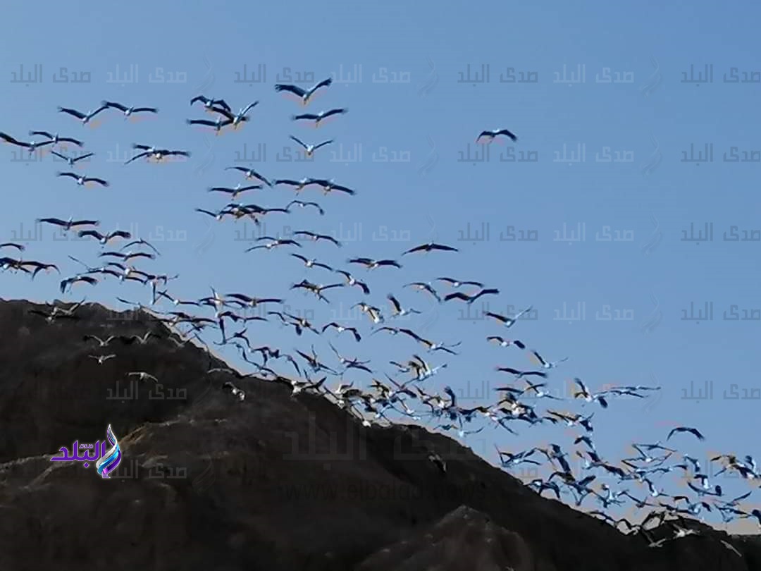 اللقلق الأبيض.. طيور تحلق على جبال سانت كاترين