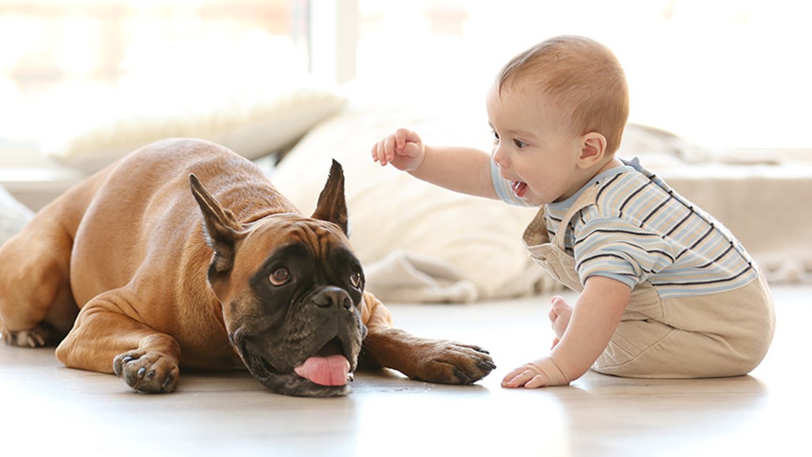 حكم اقتناء الكلاب للعب مع الأطفال الصغار .. الإفتاء تجيب