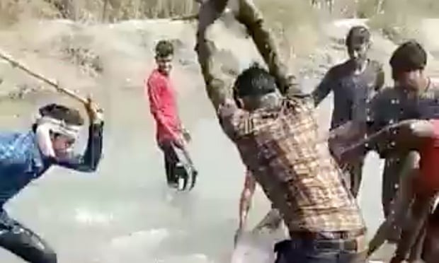 الرجال الثلاثة يضربون الدولفين في الهند