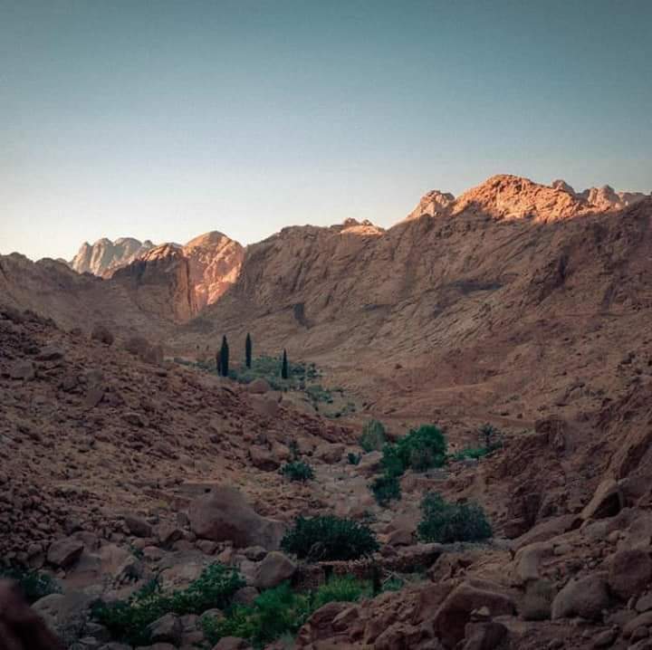 السفاري في الصحراء 