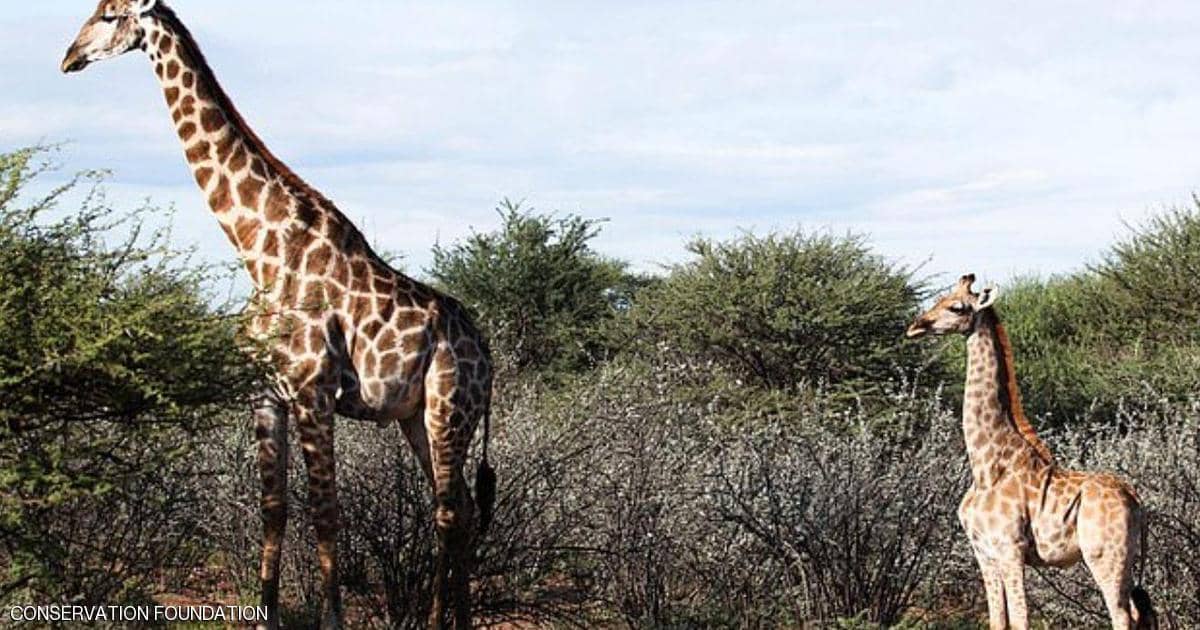 اقصر زرافتين بالعالم