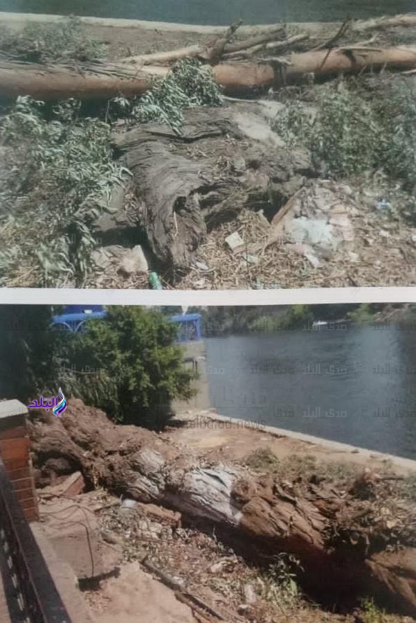 قطع الاشجار