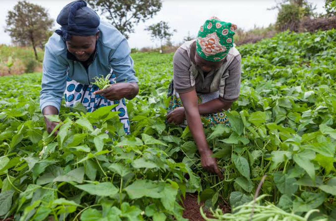 صغار المزارعين