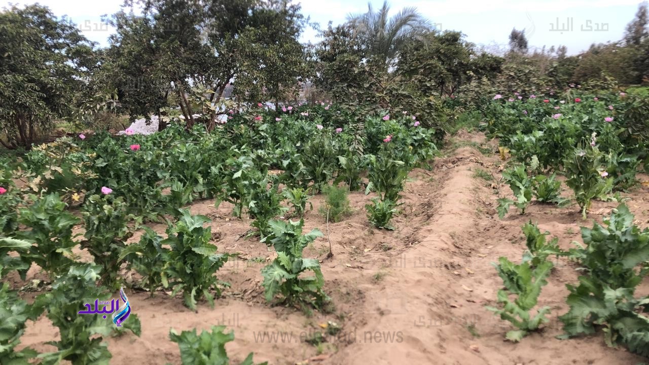 مزرعة الافيون 