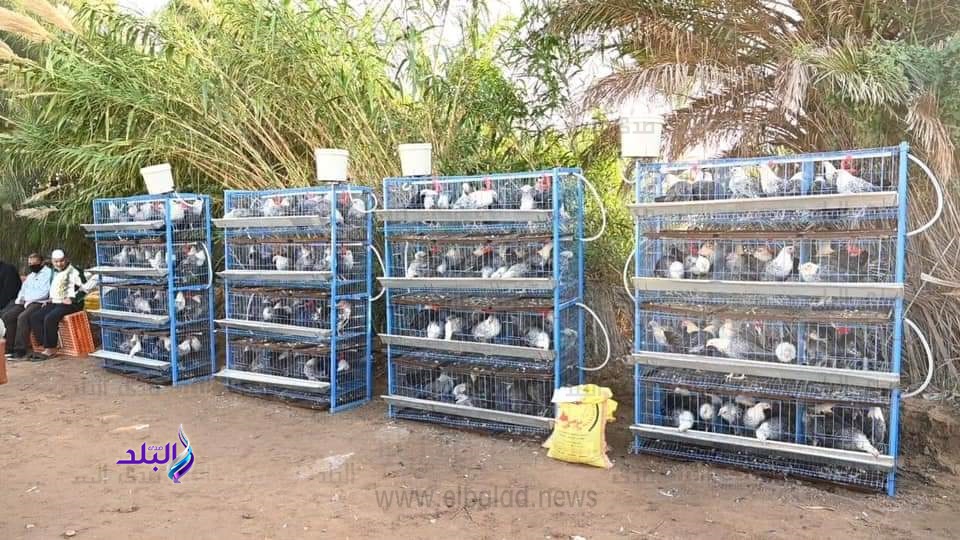 تحصين 40620 طائرًا ضد الأمراض الوبائية في كفر الشيخ