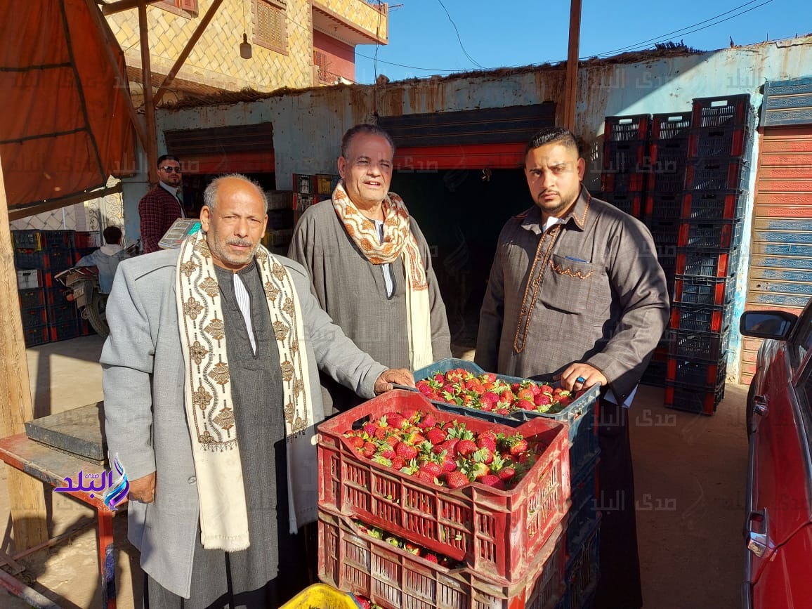 حكايات الذهب الأحمر في قرية الدير مملكة زراعة الفراولة