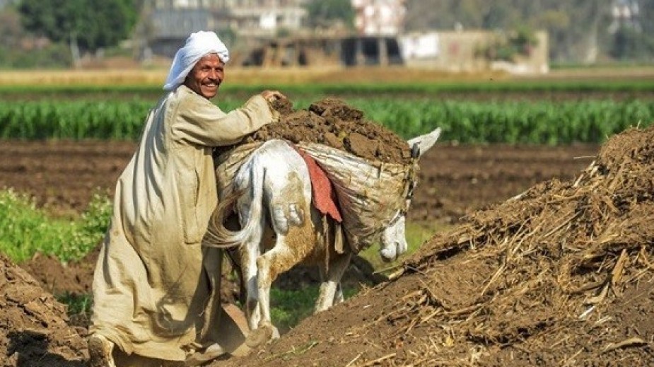 دعم الفلاح