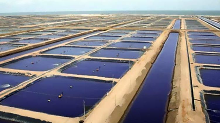 مشروع الفيروز للاستزراع السمكي