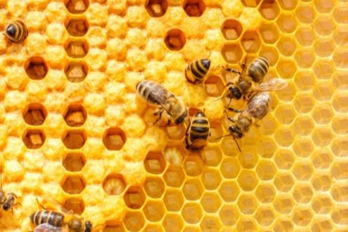 عسل النحل
