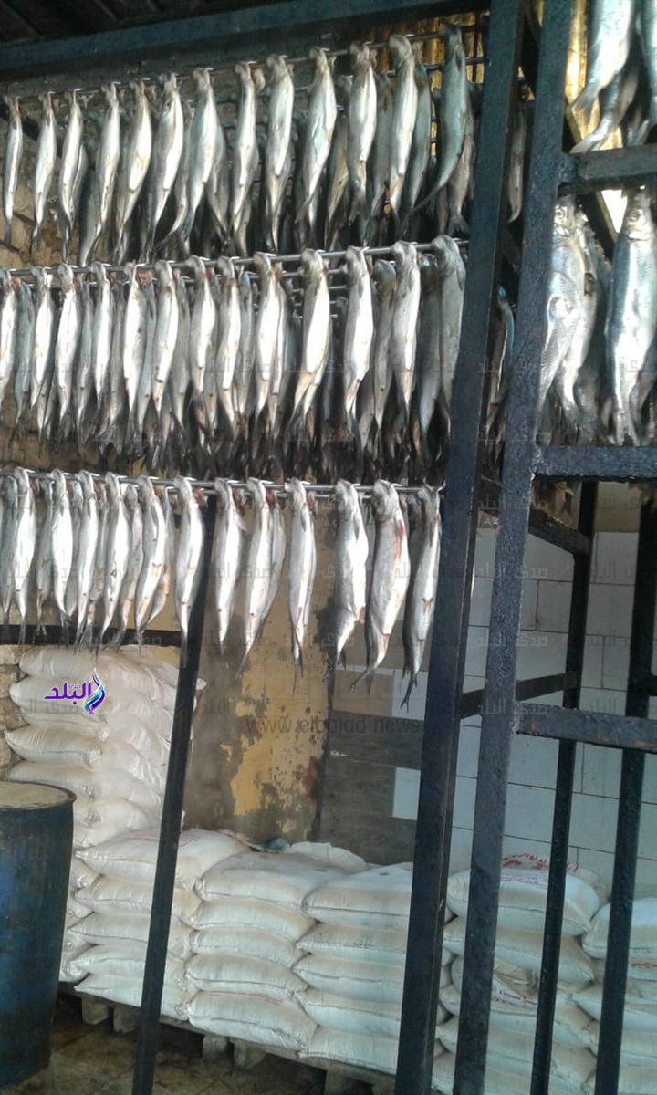 ضبط مصنع رنجة بدون ترخيص