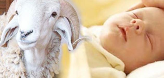 أمين الفتوى: العقيقة تذبح شاتين للذكر وشاة للأنثى