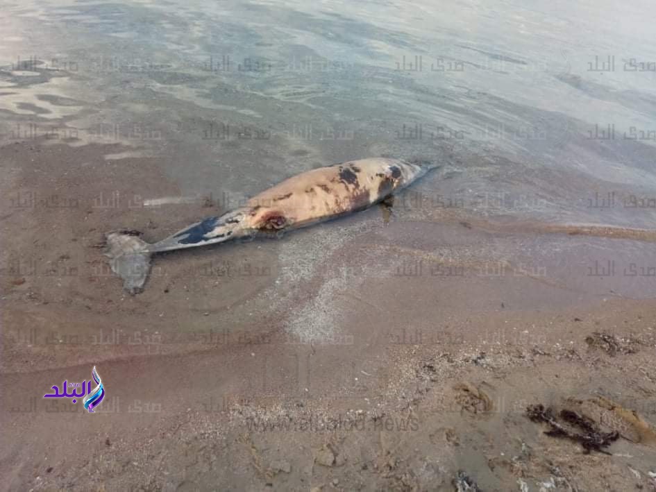 العثور على أنثى دولفين نافقة