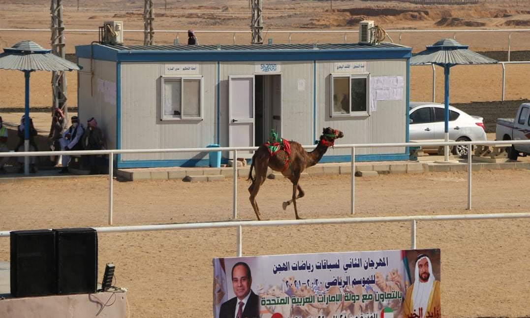 افتتاح المهرجان الثاني للهجن بمضمار شرم الشيخ الدولي .. صور
