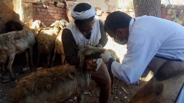 القافلة البيطرية 