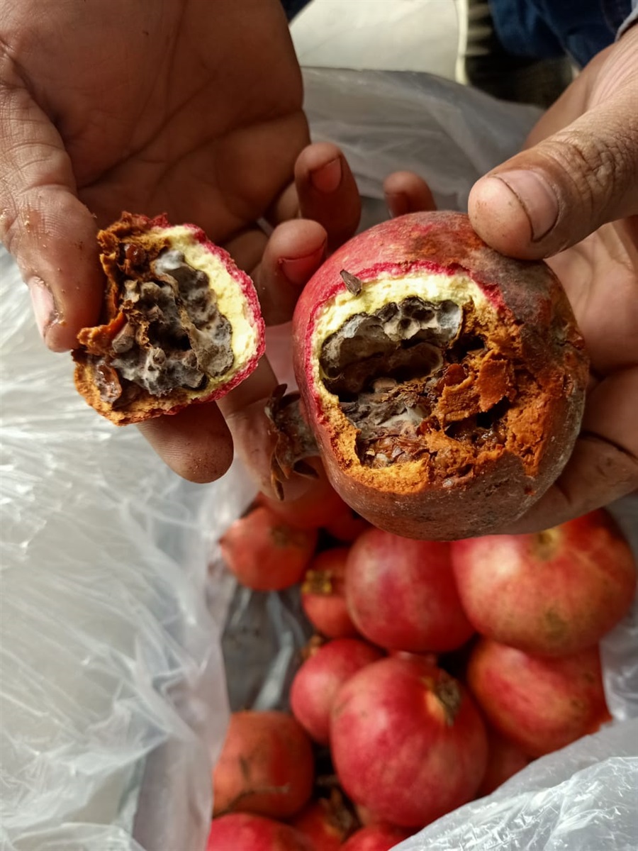 ضبط ١٠ طن رمان فاسد بمركز أبو المطامير في البحيرة