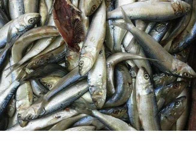 اسماك فاسدة