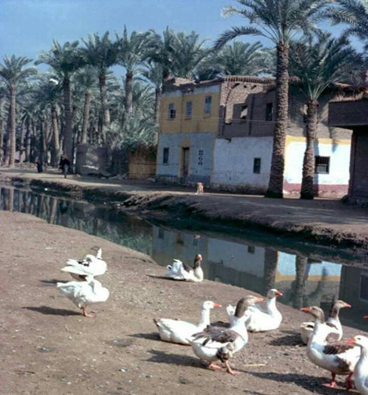 تطوير الريف المصري تطوير الريف المصري