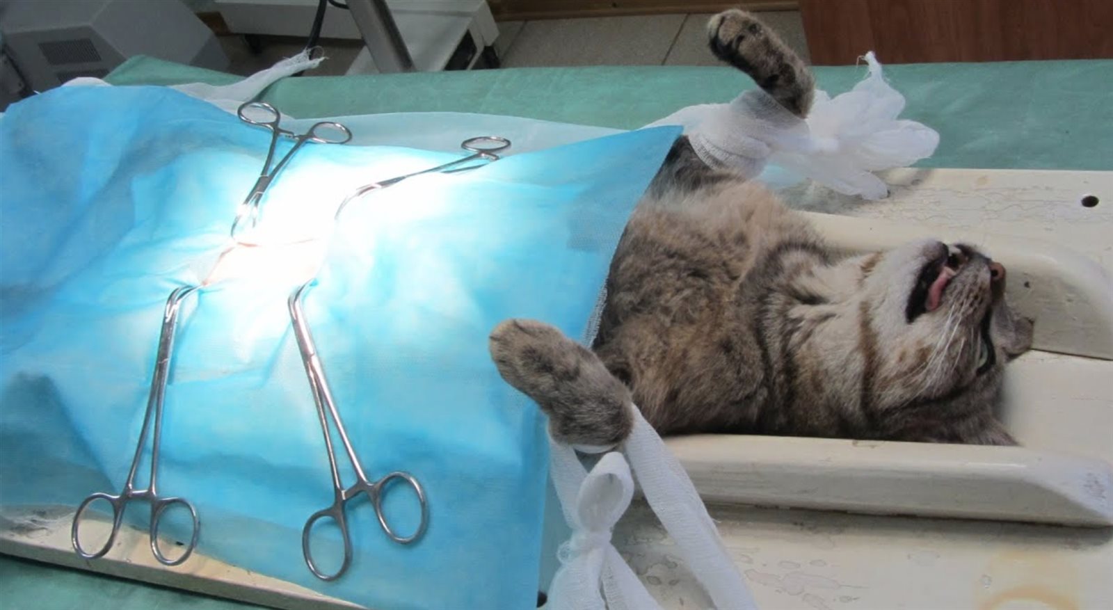 حكم تعقيم القطط المنزلية بسبب أو بدون