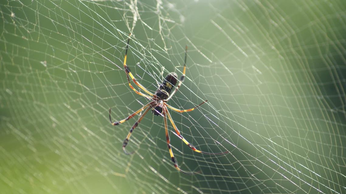 عناكب عناكب