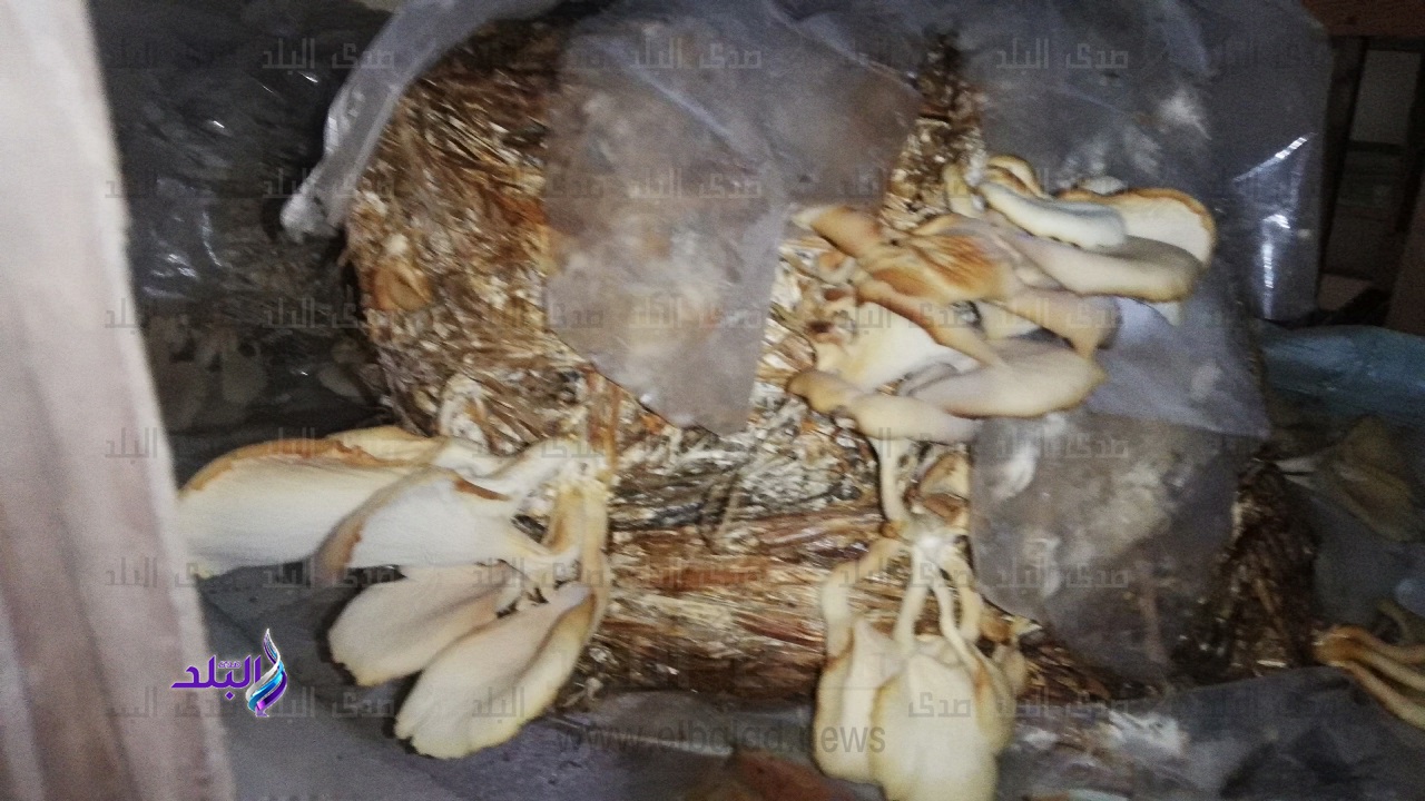 زراعة المشروم البلدي