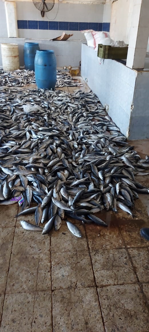 سردين منتهي الصلاحية