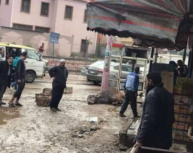 وفاة ماشية صعقا بالكهرباء بسبب سوء الأحوال الجوية بـ بنها وفاة ماشية صعقا بالكهرباء بسبب سوء الأحوال الجوية بـ بنها