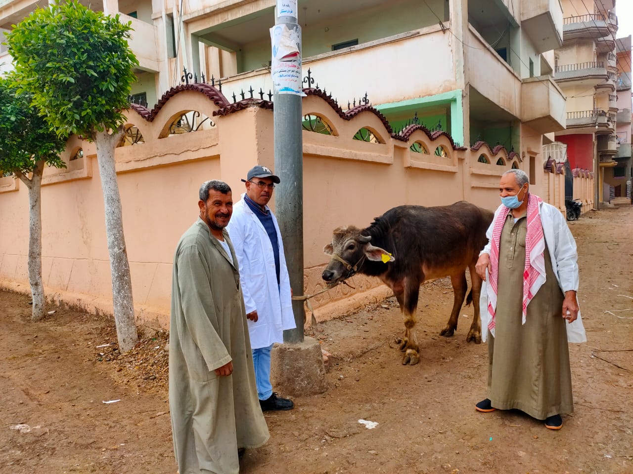 التحصين ضد الحمى القلاعية 