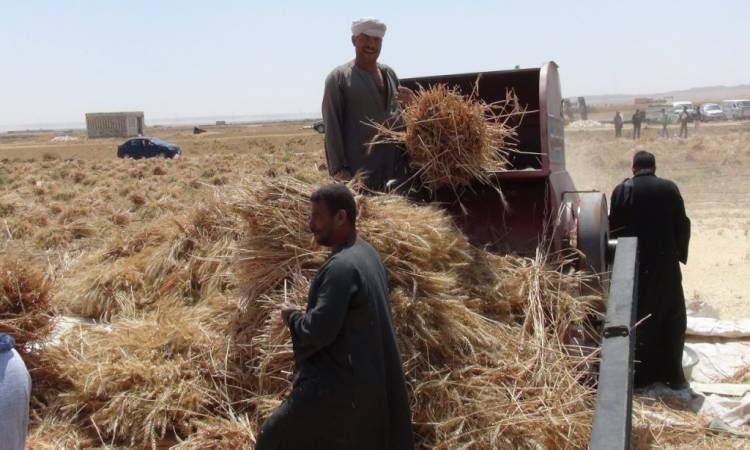 هل يجب إخراج الزكاة في محصول "التبن".. الإفتاء ترد