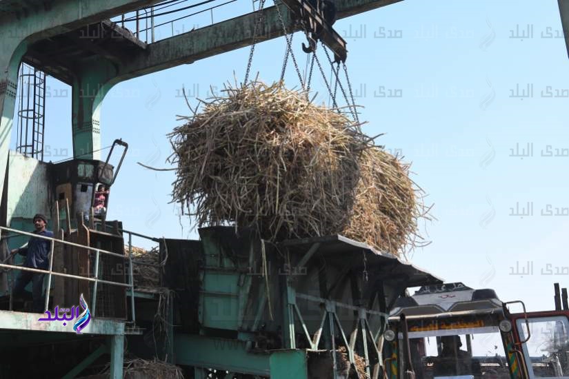 بدء موسم عصر القصب