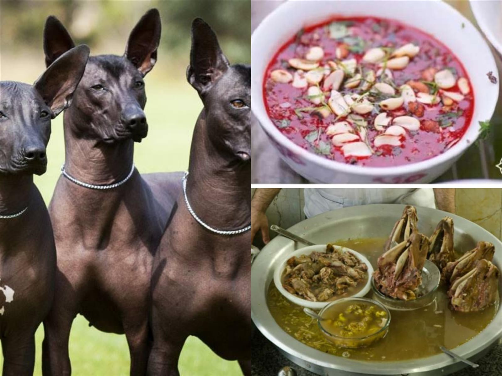 أغرب الأكلات حول العالم 