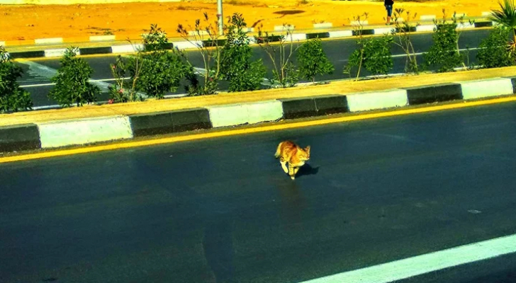 ما كفارة من صدمت قطة دون قصد؟ الإفتاء تجيب