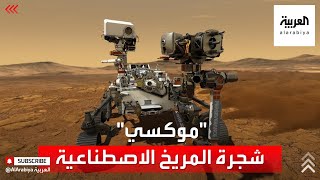 شجرة المريخ