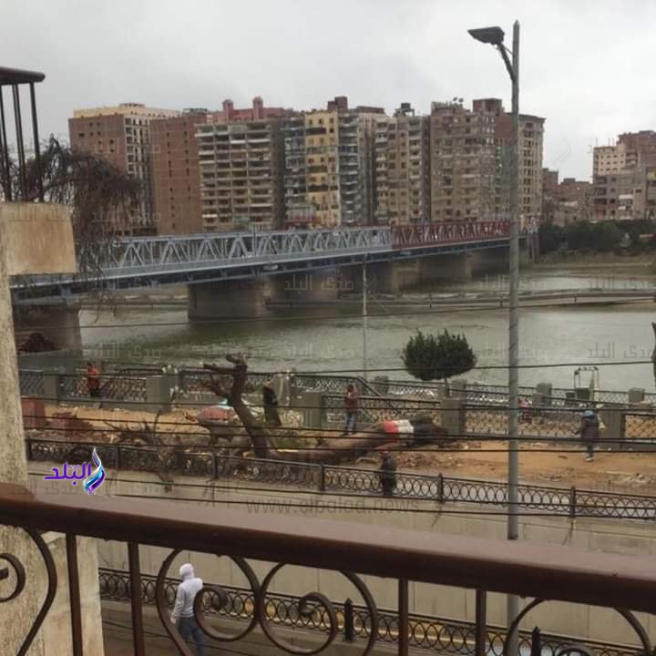سقوط 14 شجرة يقطع كابلات الكهرباء ويغلق الطرق في القليوبية