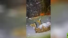 ثلوج على ظهور الجمال