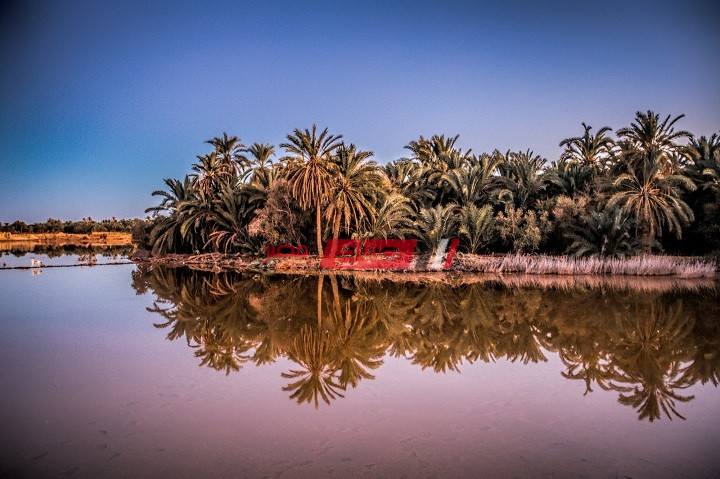 واحة سيوة 