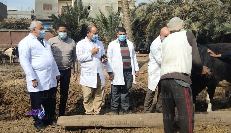 تحصين 120 ألف رأس ماشية ضد حمى الوادى والقلاعية في كفر الشيخ