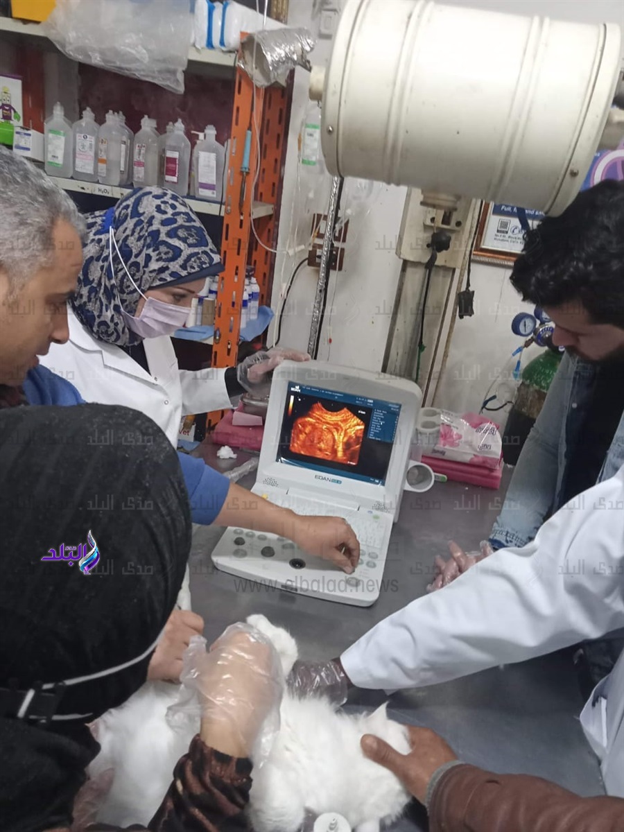 تحويل قط ذكر إلى أنثى بكفر الشيخ.. تفاصيل مثيرة