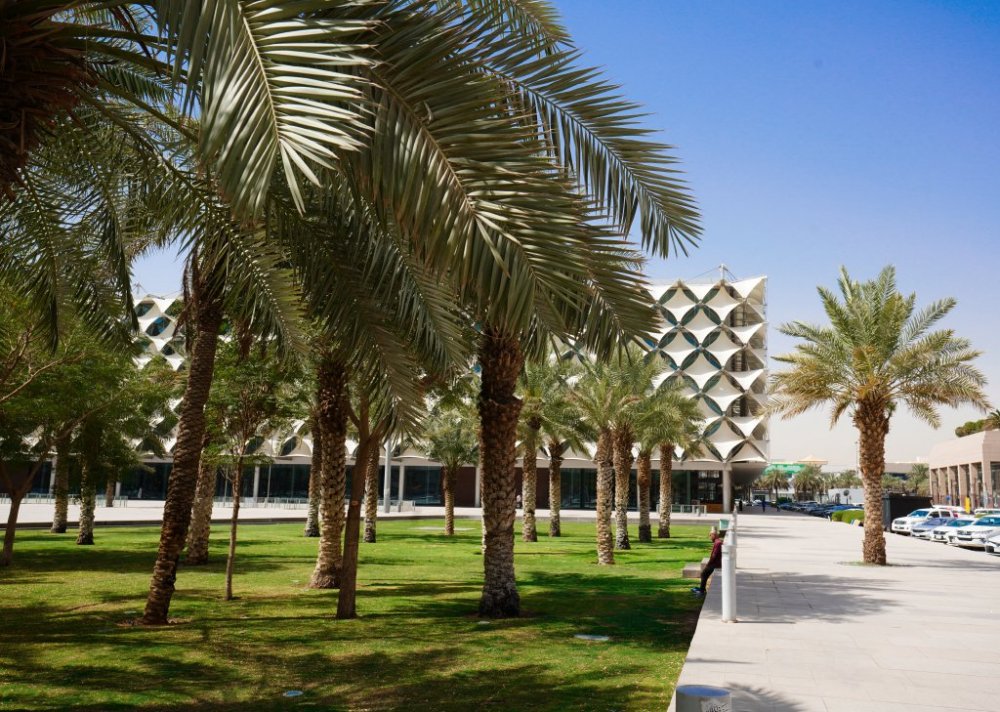النخيل في حدائق السعودية