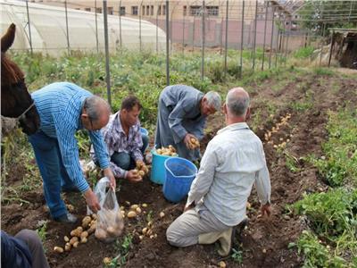 المزرعة الخاصة بكلية الزراعة التابعة لجامعة المنوفية