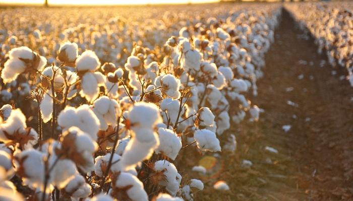 القطن 