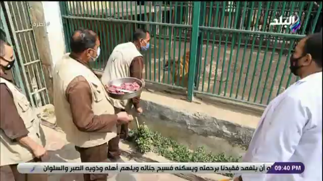 حارس الأٍسود بحديقة الحيوان