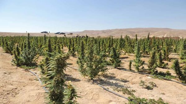 مزرعة مخدرات